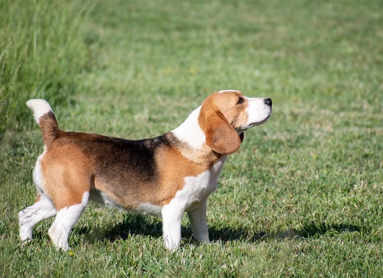Beagle Puppies for Sale San Diego